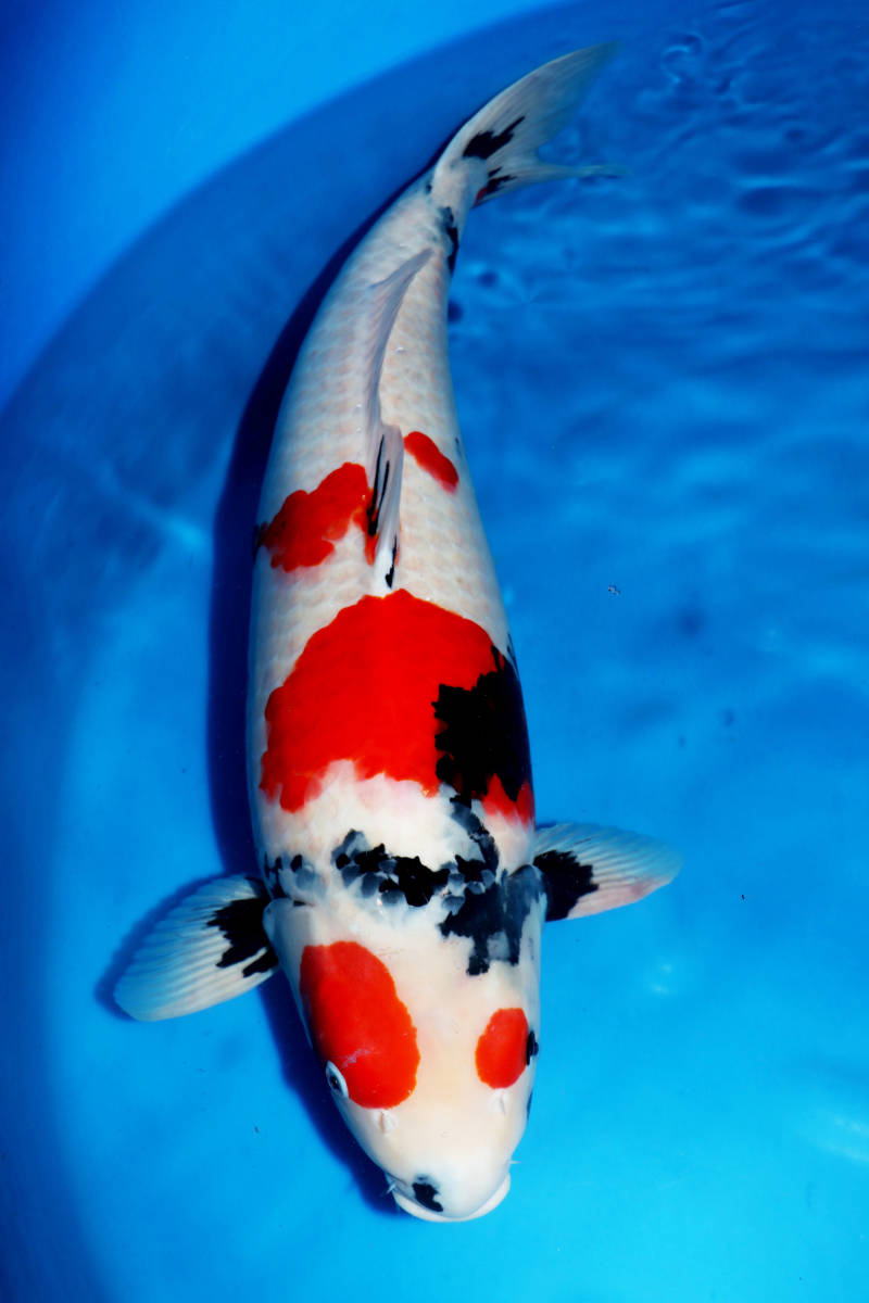 革命鯉 ６ 最高級の美鯉を 加地養鯉場産 昭和三色 ４才 ６９ｃｍ 錦鯉 売買されたオークション情報 Yahooの商品情報をアーカイブ公開 オークファン Aucfan Com