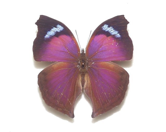 コウトウキシタアゲハ♂ 3外国産昆虫標本 蝶 コウトウキシタアゲハ♂ 3