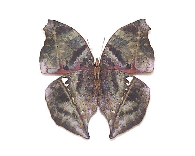 コウトウキシタアゲハ♂ 3外国産昆虫標本 蝶 コウトウキシタアゲハ♂ 3
