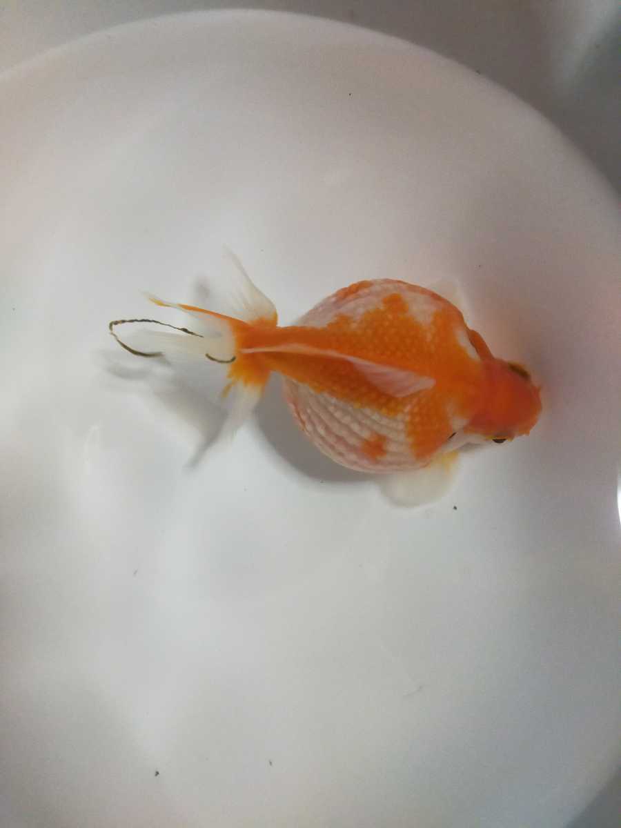 ピンポンパール 巨大 国産 屋外無加温飼育 13センチ前後 琉金 売買されたオークション情報 Yahooの商品情報をアーカイブ公開 オークファン Aucfan Com ピンポンパール 巨大 国産 屋外無加温飼育 13センチ前後 琉金 売買されたオークション情報 Yahooの商品情報をアーカイブ公開 オークファン Aucfan Com