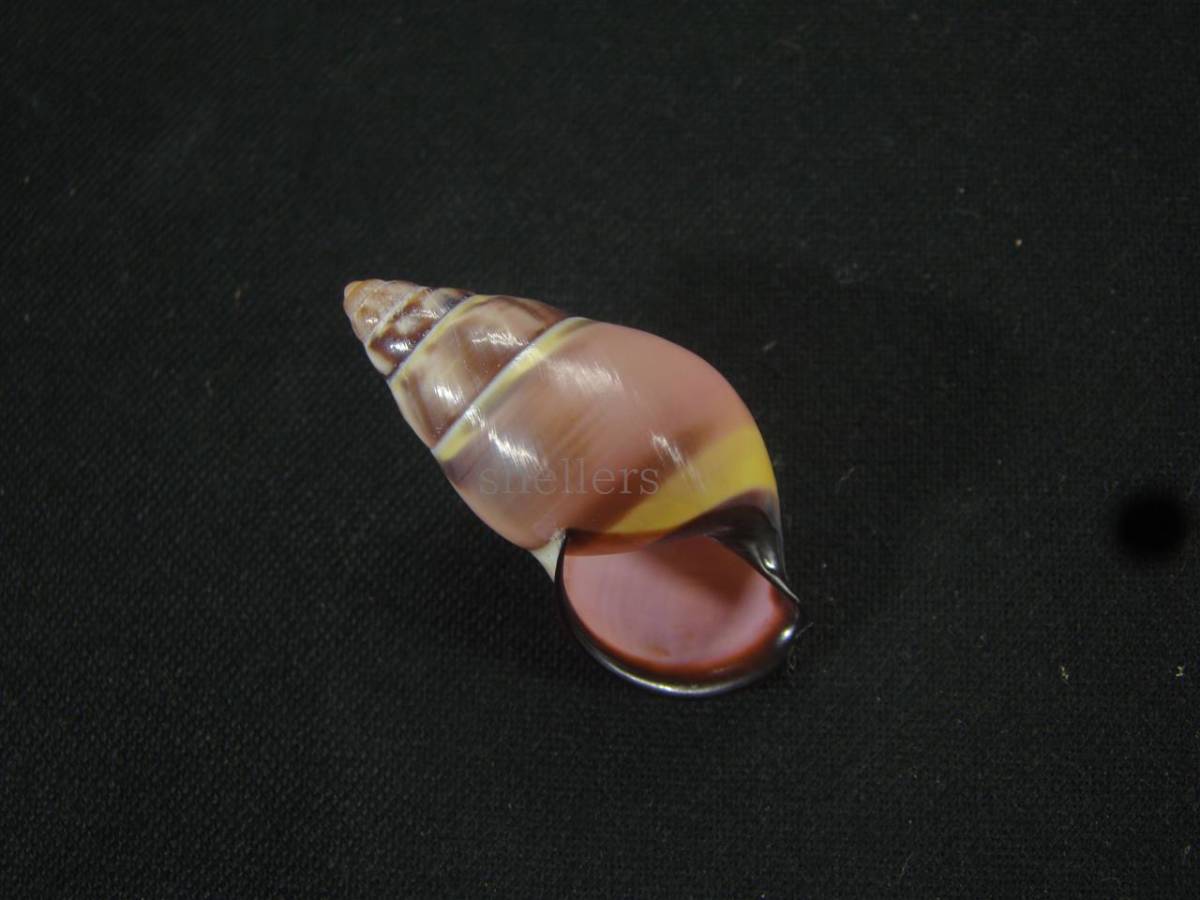 貝 標本 アンソニーマレイマイマイ(Amphidromus anthonyabbotti) 大 特