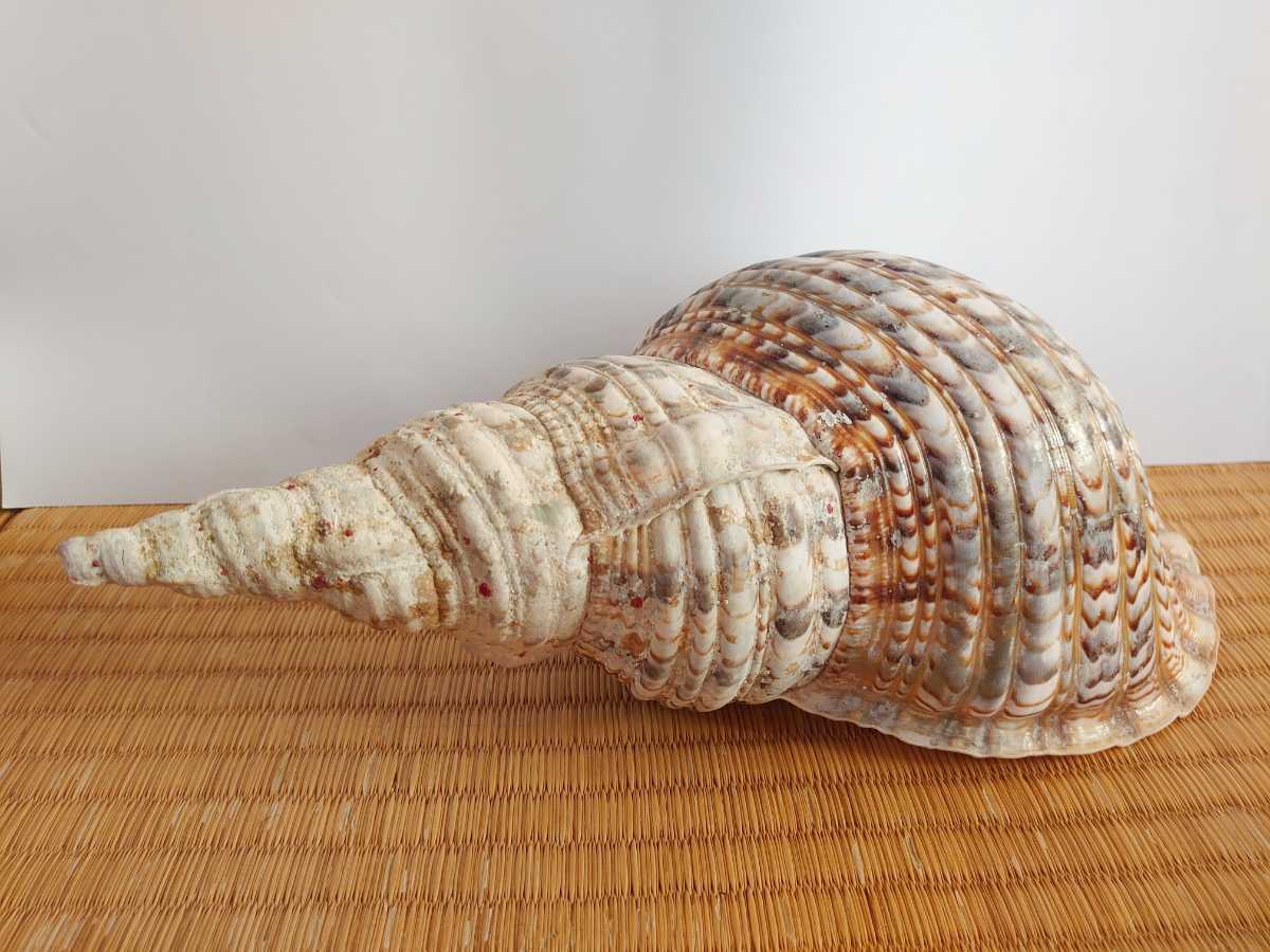 特大 ホラガイ 法螺貝 ホラ貝 38cm 1.0kg 特大 ホラガイ 法螺貝 ホラ貝