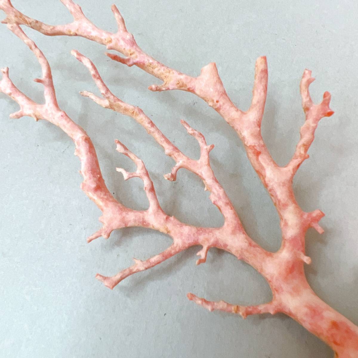 珊瑚　拝見 赤珊瑚拝見額 | マサキ珊瑚