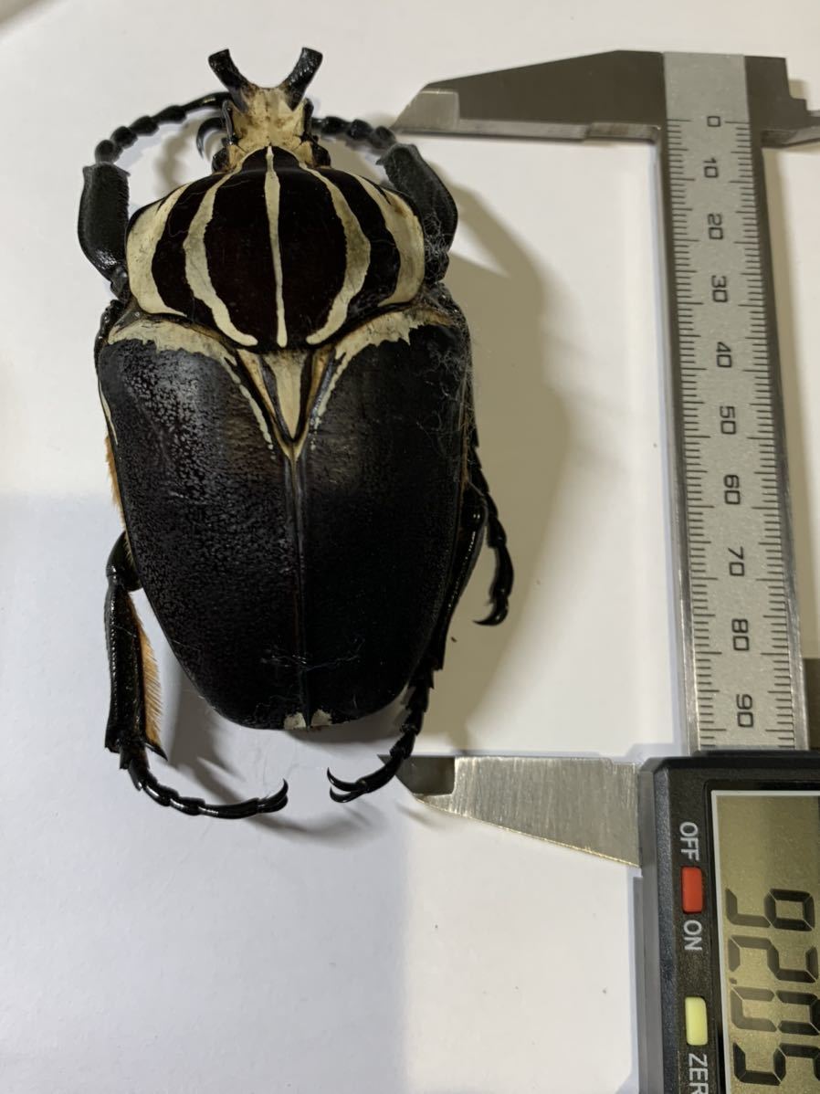 ゴライアスオオツノハナムグリ - Yahoo!オークション カメルーン