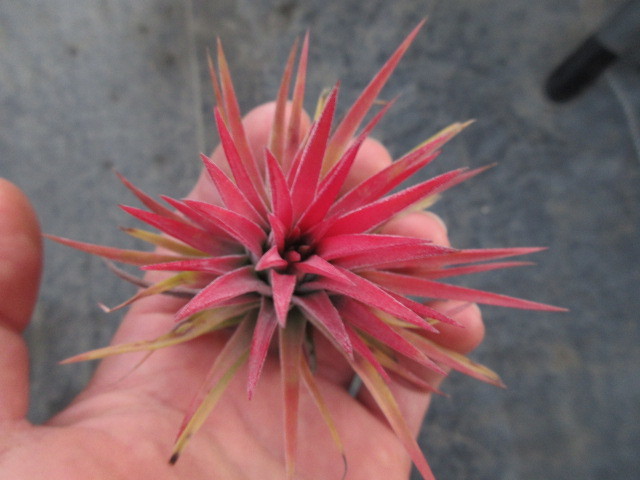 炎 チランジア イオナンタ ルブラ ティランジア エアープランツ 同梱可能 アナナス 売買されたオークション情報 Yahooの商品情報をアーカイブ公開 オークファン Aucfan Com