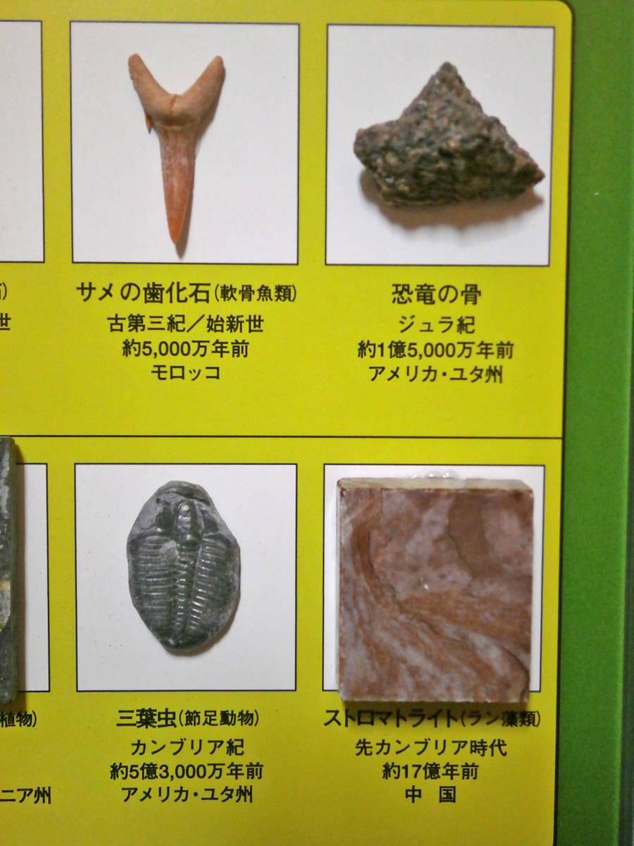化石標本8種(プラスチックケース入)サメの歯 琥珀 アンモナイト 三葉虫