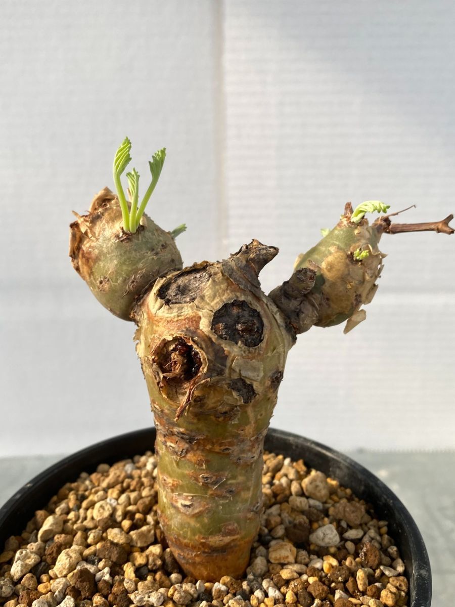 お買い得，得価 ア1656 現地株 ペラルゴニウム クリズミフォリウム 植え 未発根 Pelargonium crithmifolium 山伏天狗(その他)｜売買されたオークション情報、yahooの商品情報をアーカイブ公開 - オークファン その他