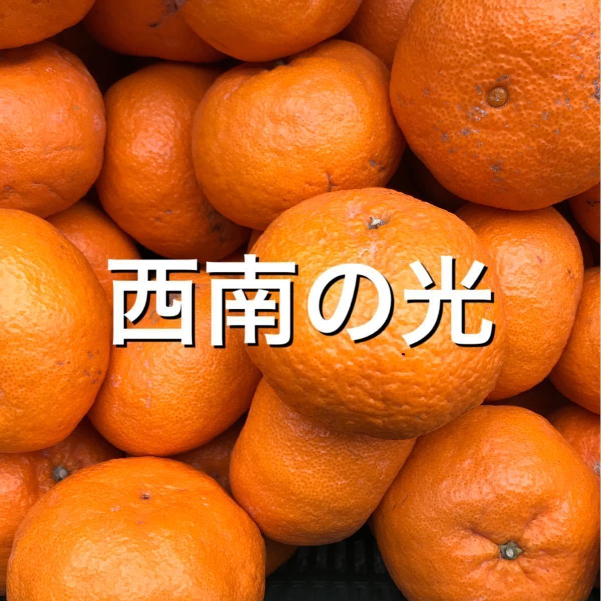 愛媛 西南の光 みかん 訳あり 10kg前後 サイズおまかせ 蜜柑 _1