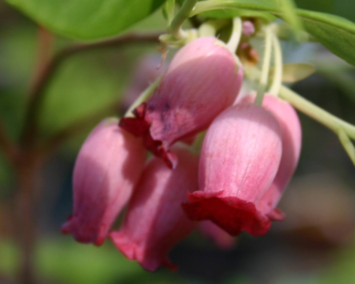 キヌガワヨウラクツツジ 男体山 花芽２付き 地堀栽培 草丈約４０cm １２cm鉢作りこみ 花 売買されたオークション情報 Yahooの商品情報をアーカイブ公開 オークファン Aucfan Com