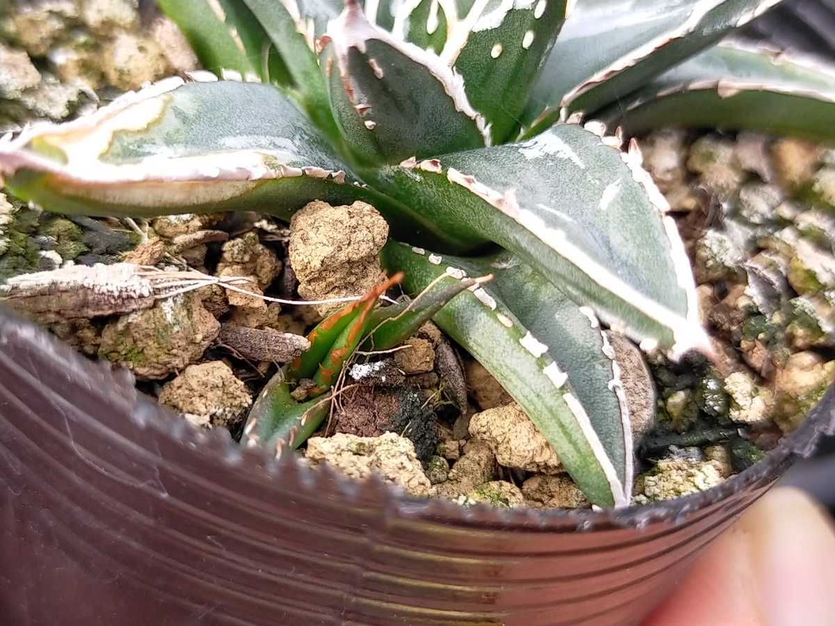 アガベ　名峰富士　ロウルサンコ産　カキコ多数　K25 名峰富士 アガベ キズあり 多肉植物 発根済み ロウルサンコ アガベ 名