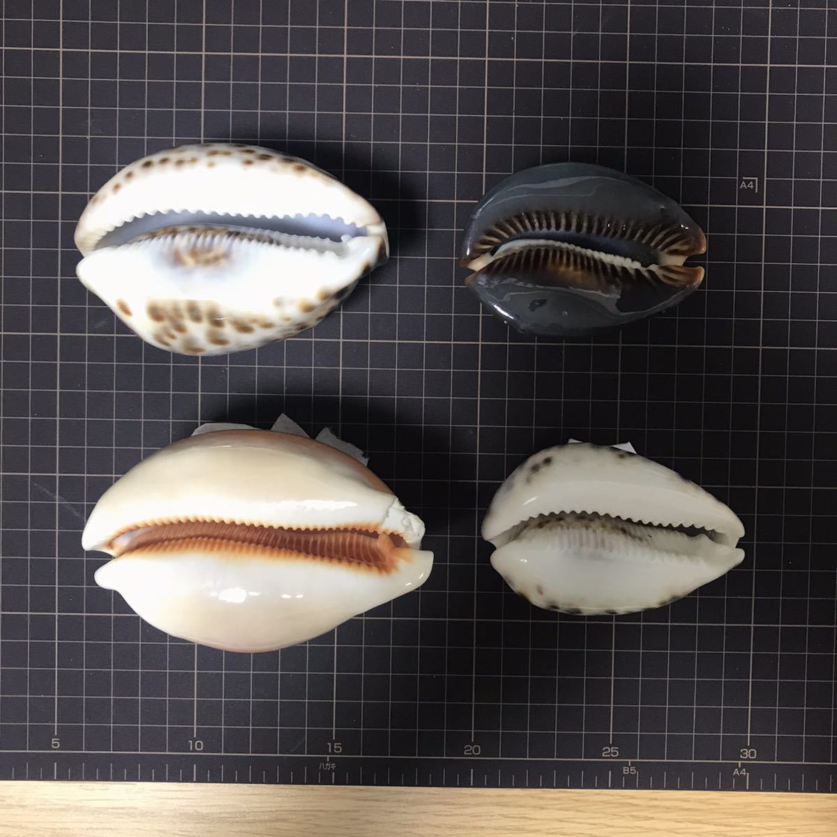 ナンヨウダカラ　貝殻　標本 貝標本 貝殻 貝がら コレクション no.305 タカラガイ系 ナンヨウダカラ