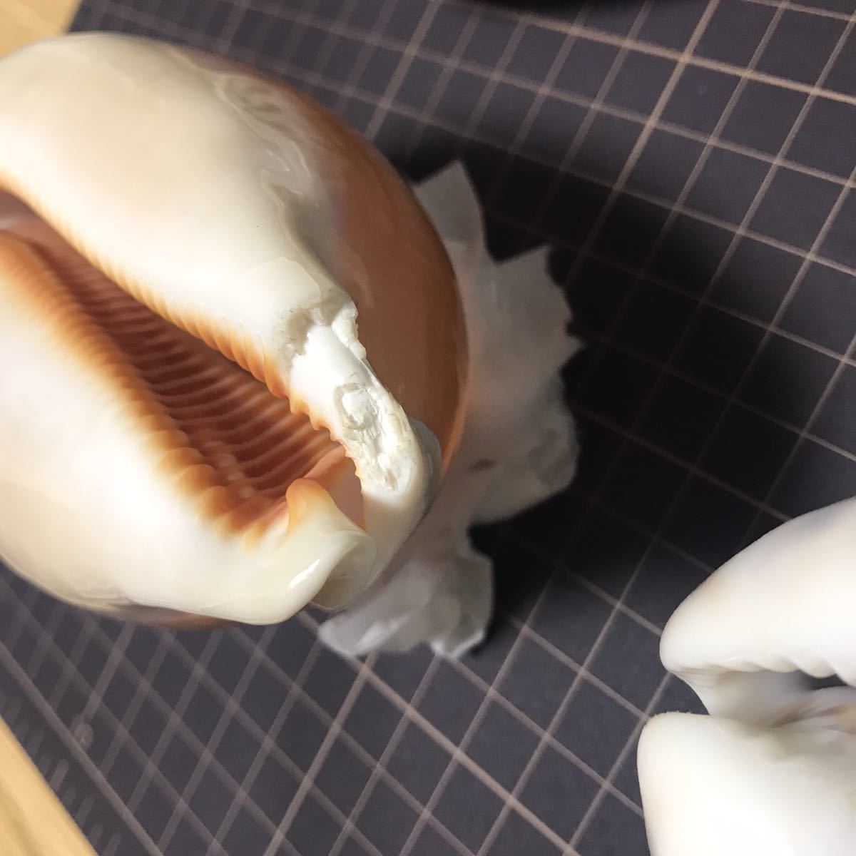 貝標本 貝殻 貝がら コレクション no.305 タカラガイ系 ナンヨウダカラ