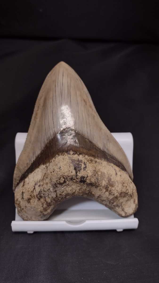 メガロドン サメの歯 約14.1cm 295グラム 超美麗セレーション メガロドン サメの歯 約14.1cm 295グラム 超美麗セレーション