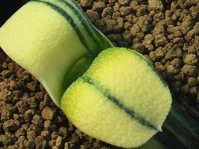 ★奈研★サボテン・多肉植物★242★臥牛錦 Gasteria　armstrongii varieg.　★_1