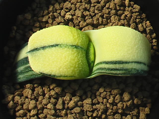 ★奈研★サボテン・多肉植物★242★臥牛錦 Gasteria　armstrongii varieg.　★_2