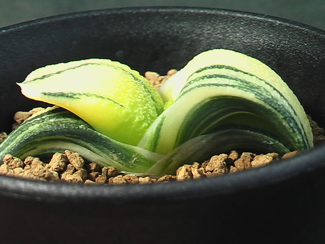★奈研★サボテン・多肉植物★242★臥牛錦 Gasteria　armstrongii varieg.　★_3