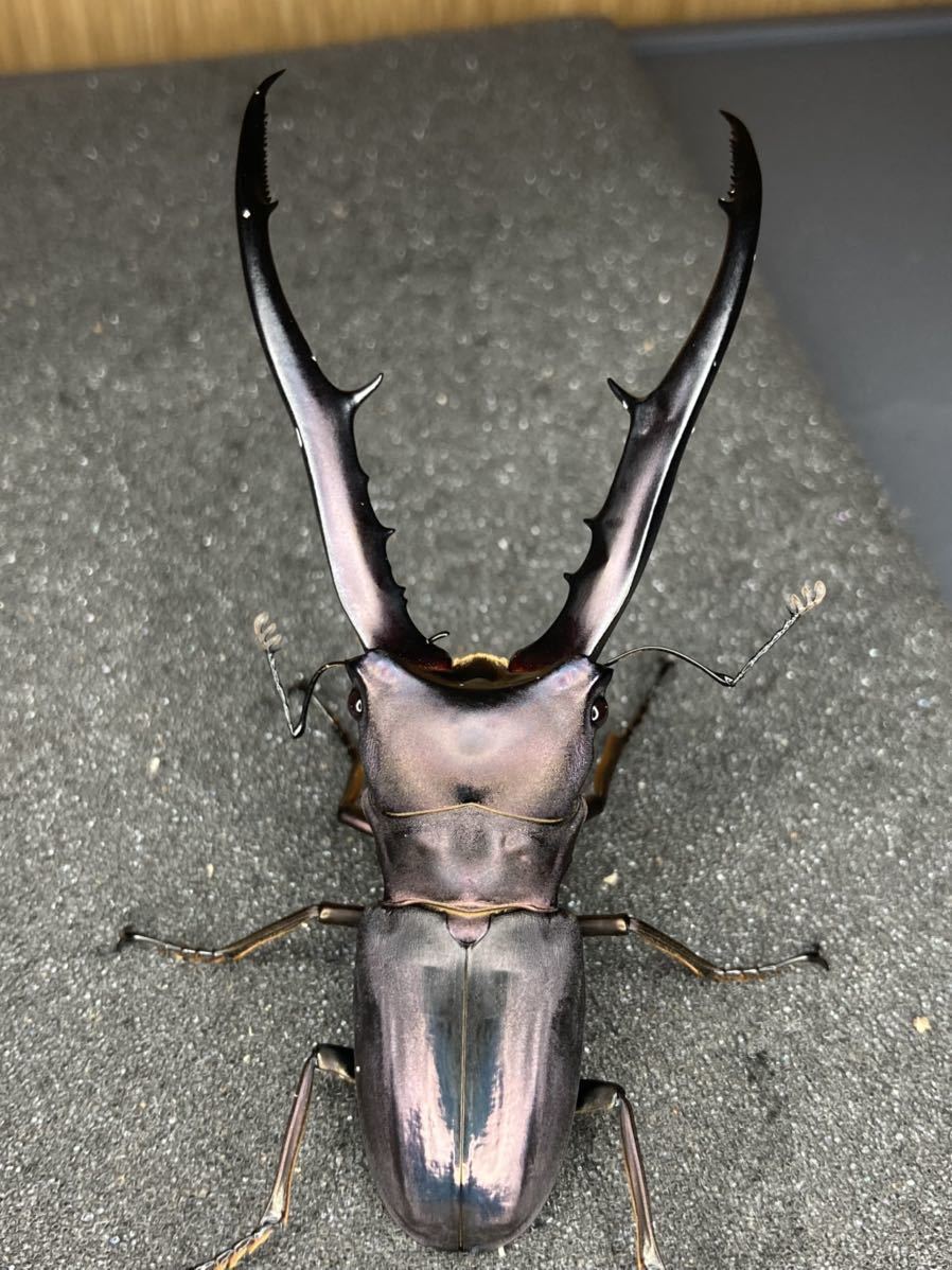 【2025，新作】 80.8ミリペア メタリフェルホソアカクワガタ 新成虫ペア 31(外国産)｜売買されたオークション情報、yahooの商品情報をアーカイブ公開 - オークファン 外国産