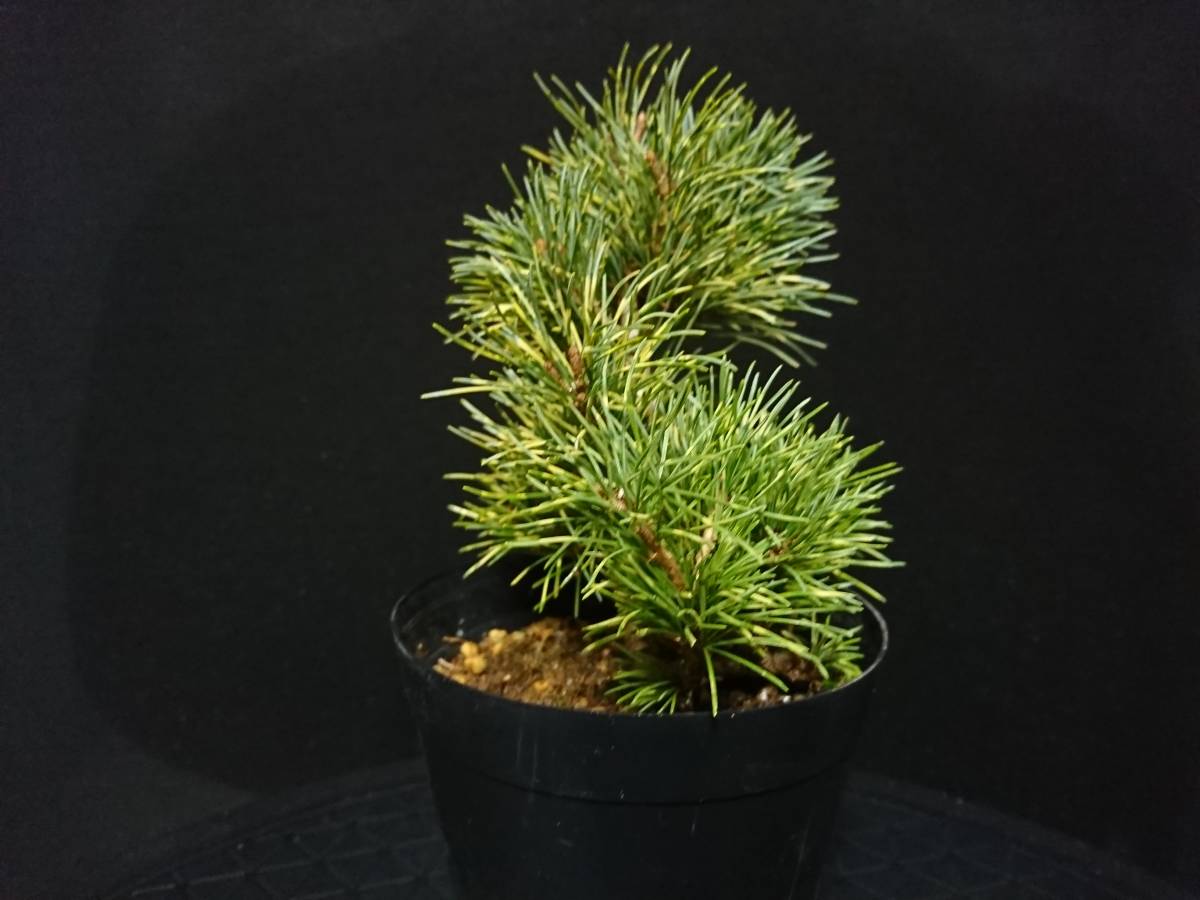 盆栽・苔玉 中品五葉松(伊豆の花火)