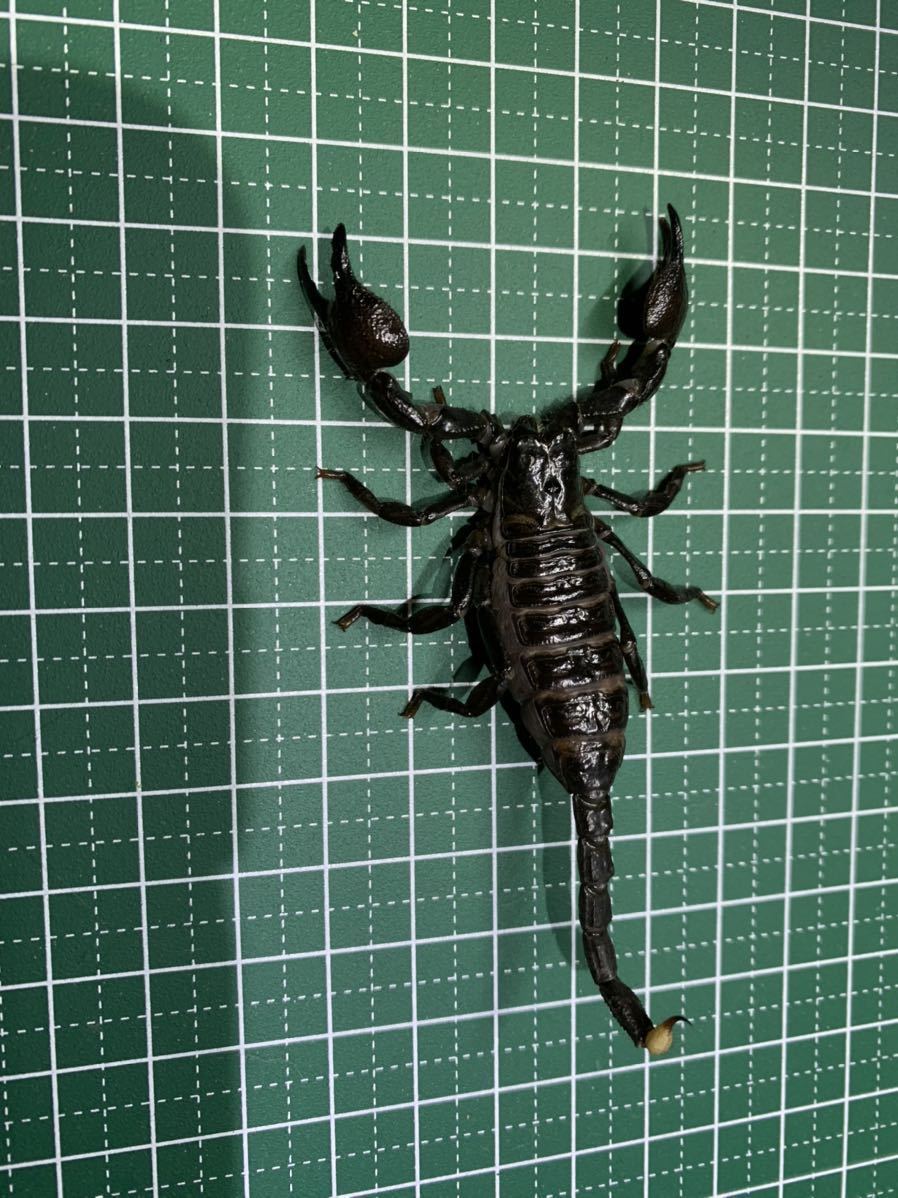かっこよくて魅力的！ダイオウサソリの特徴から生態、飼い方までを紹介 