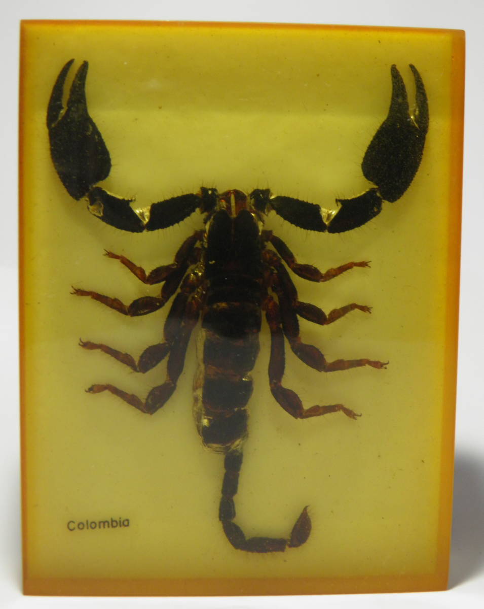 さそり サソリ 標本 剥製 南米コロンビア 方形置物(科学、自然)｜売買