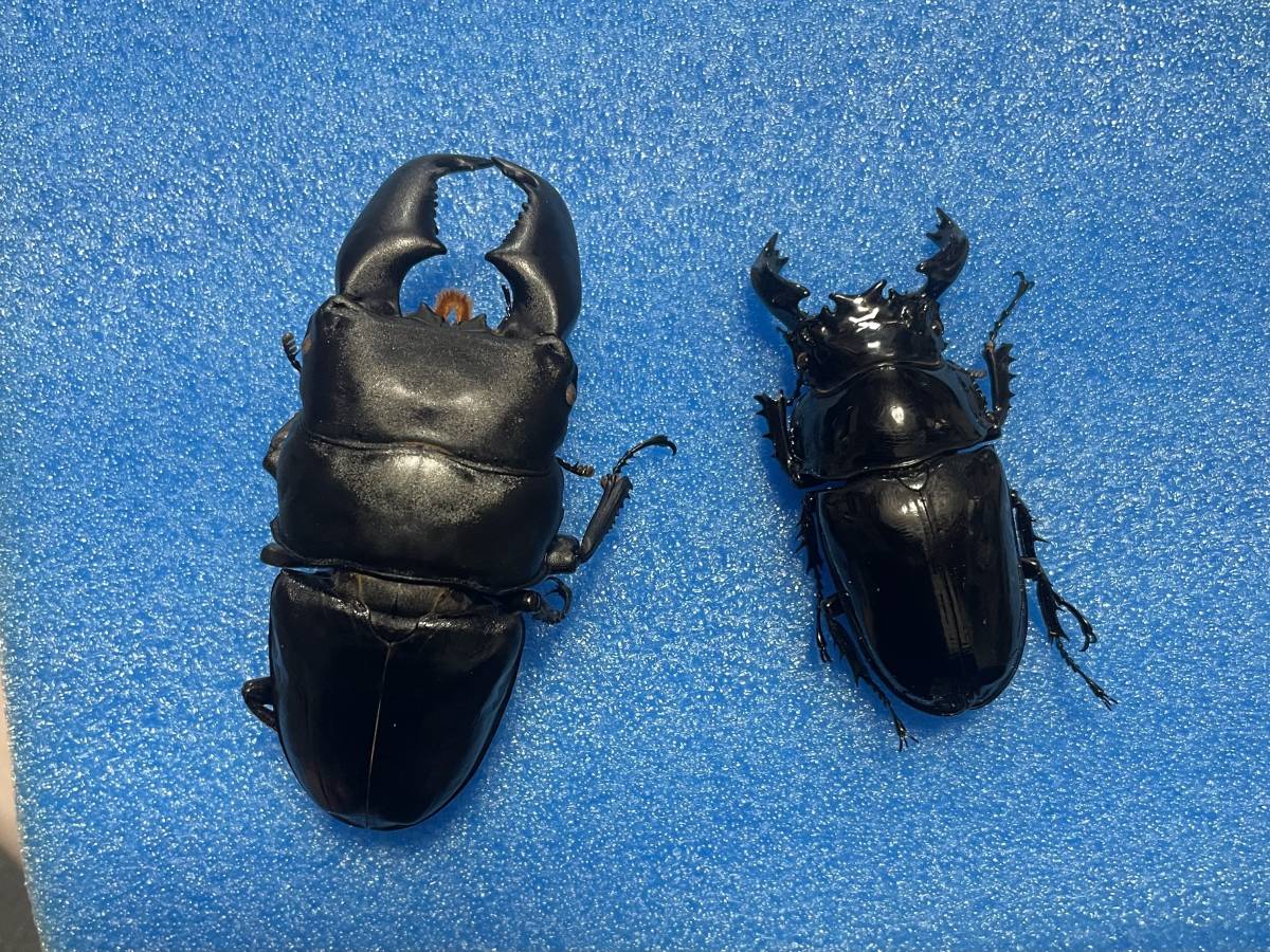 タックマン 死虫 極太スマトラヒラタ タランドゥス標本用 冷凍保存品 外国産 売買されたオークション情報 Yahooの商品情報をアーカイブ公開 オークファン Aucfan Com