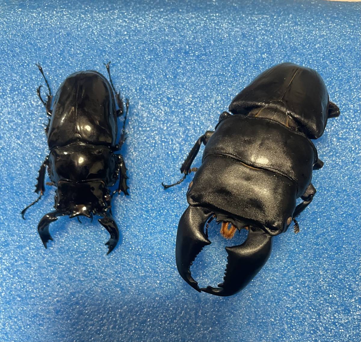 タックマン 死虫 極太スマトラヒラタ タランドゥス標本用 冷凍保存品 外国産 売買されたオークション情報 Yahooの商品情報をアーカイブ公開 オークファン Aucfan Com