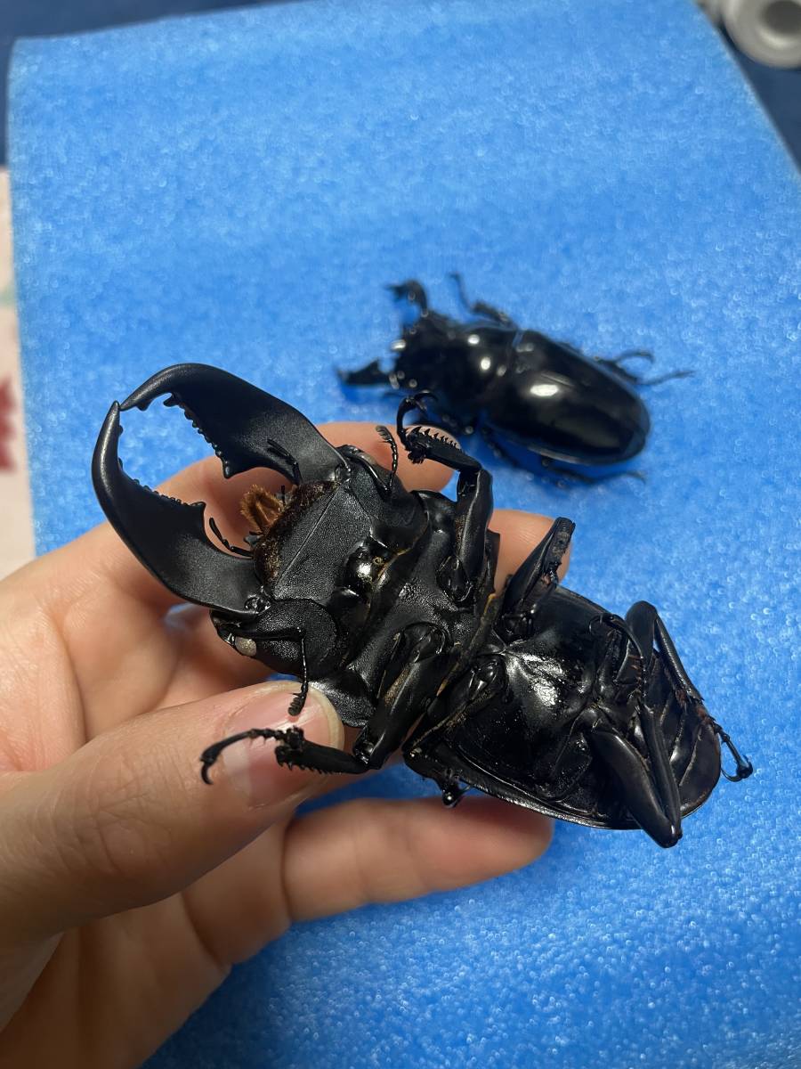 タックマン 死虫 極太スマトラヒラタ タランドゥス標本用 冷凍保存品 外国産 売買されたオークション情報 Yahooの商品情報をアーカイブ公開 オークファン Aucfan Com