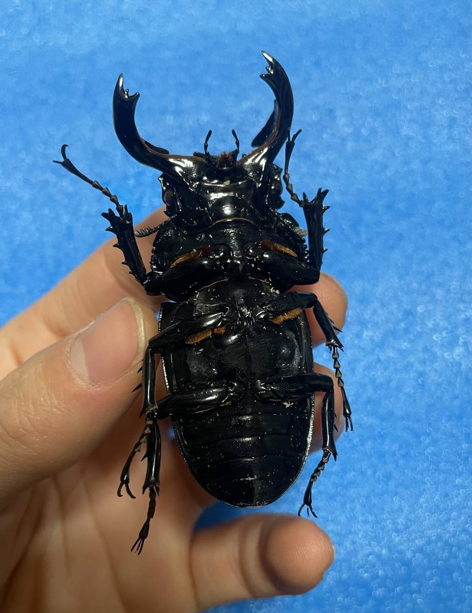 タックマン 死虫 極太スマトラヒラタ タランドゥス標本用 冷凍保存品 外国産 売買されたオークション情報 Yahooの商品情報をアーカイブ公開 オークファン Aucfan Com