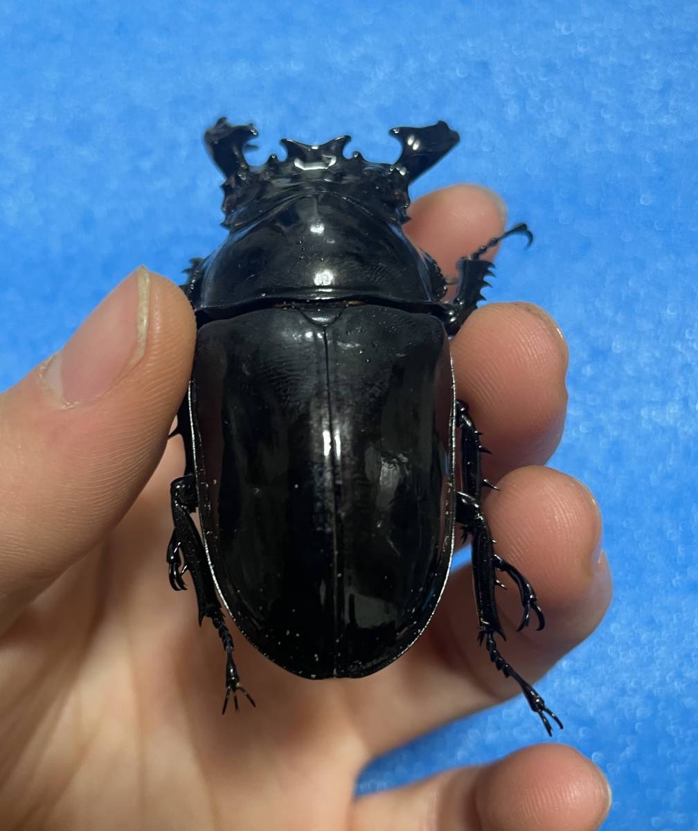 タックマン 死虫 極太スマトラヒラタ タランドゥス標本用 冷凍保存品 外国産 売買されたオークション情報 Yahooの商品情報をアーカイブ公開 オークファン Aucfan Com