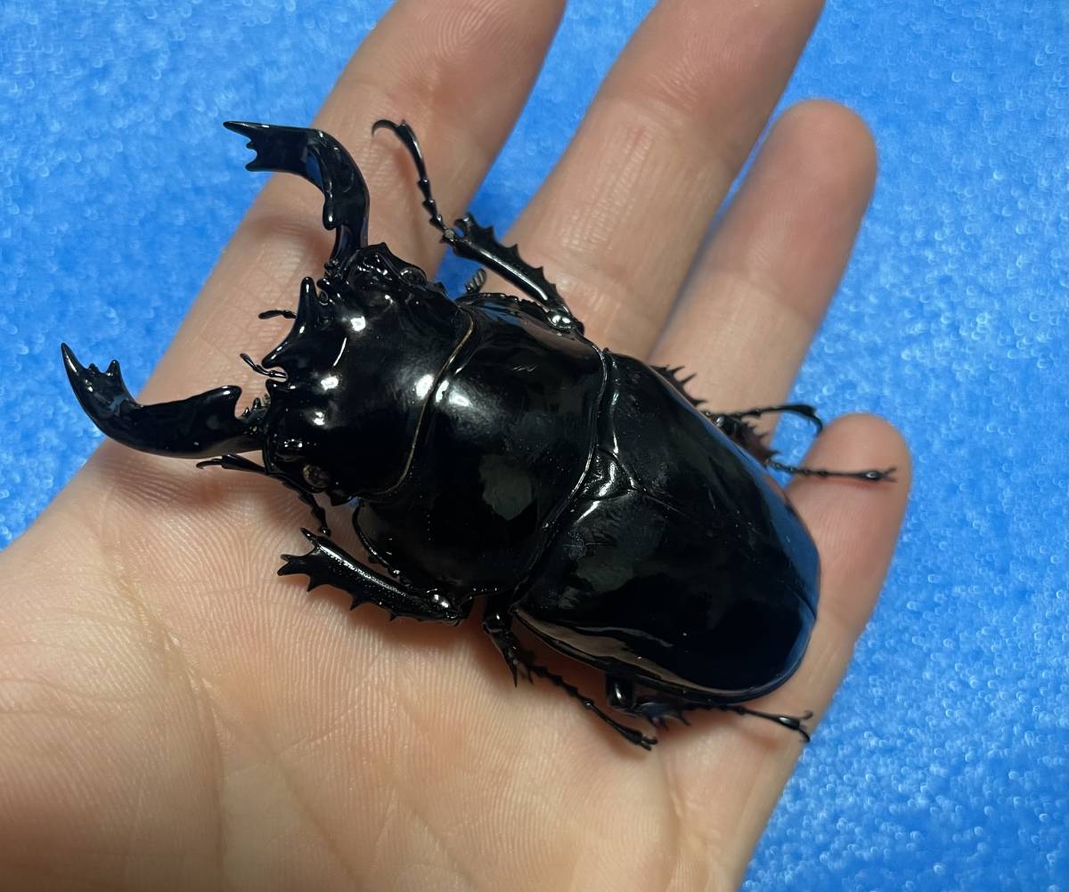 タックマン 死虫 極太スマトラヒラタ タランドゥス標本用 冷凍保存品 外国産 売買されたオークション情報 Yahooの商品情報をアーカイブ公開 オークファン Aucfan Com