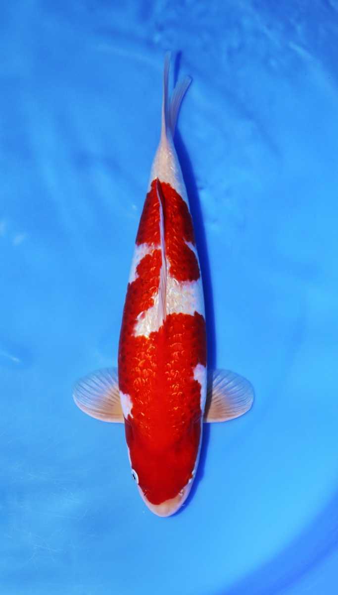 【鯉牧場】NO.1 ~ブランド鯉SP~　坂牧養鯉場場作出　銀鱗紅白　2歳　49cm 生産証明書付き