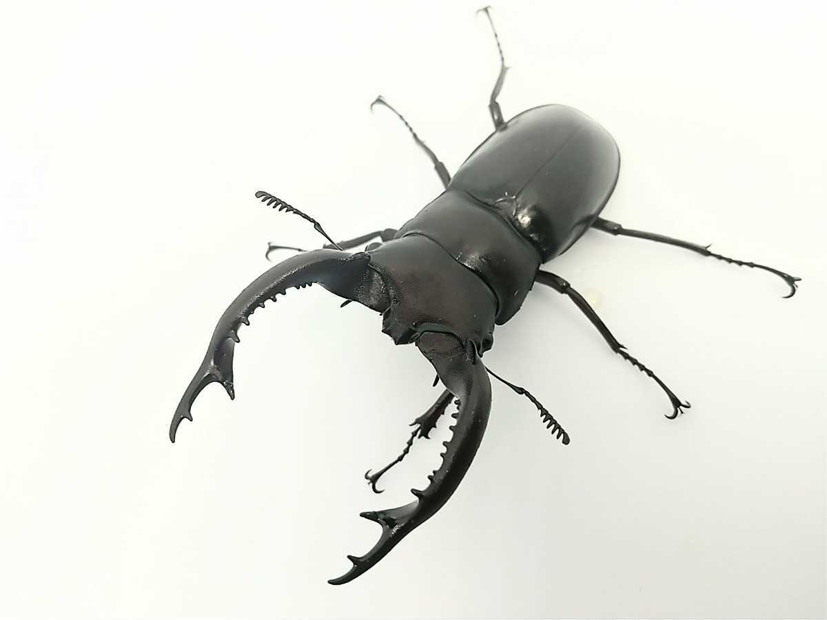 極太阿古谷ペア 75ミリ 顎幅7.1ミリ 鍬極 極太オオクワ
