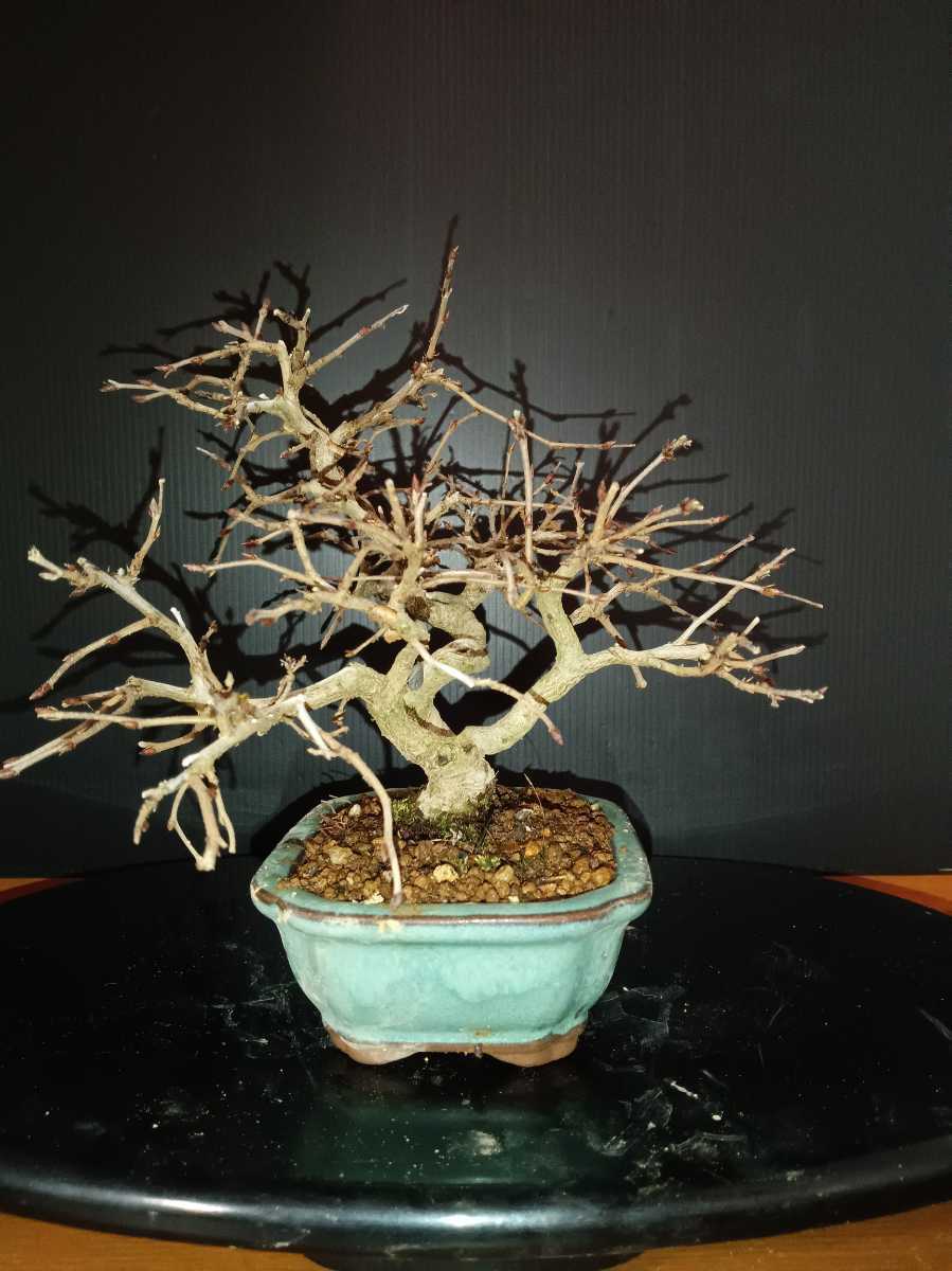イワシデ(小品盆栽)寄せ植え希少品 岩四手 イワシデ 高級盆栽 - 展示品 樹齢45年 希少 盆栽 いわしで 『岩
