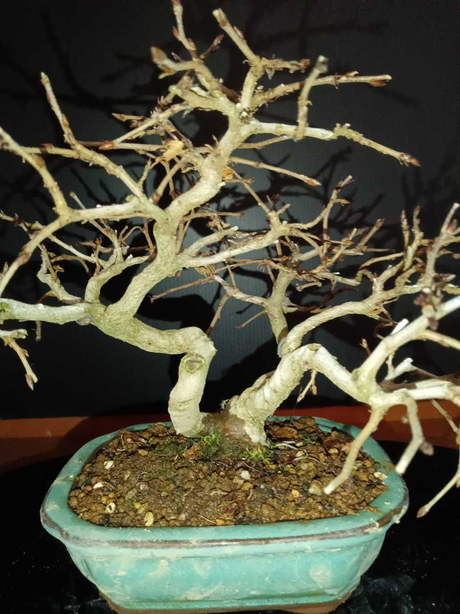 岩四手 イワシデ 高級盆栽 - 展示品 樹齢45年 希少 盆栽 いわしで 『岩