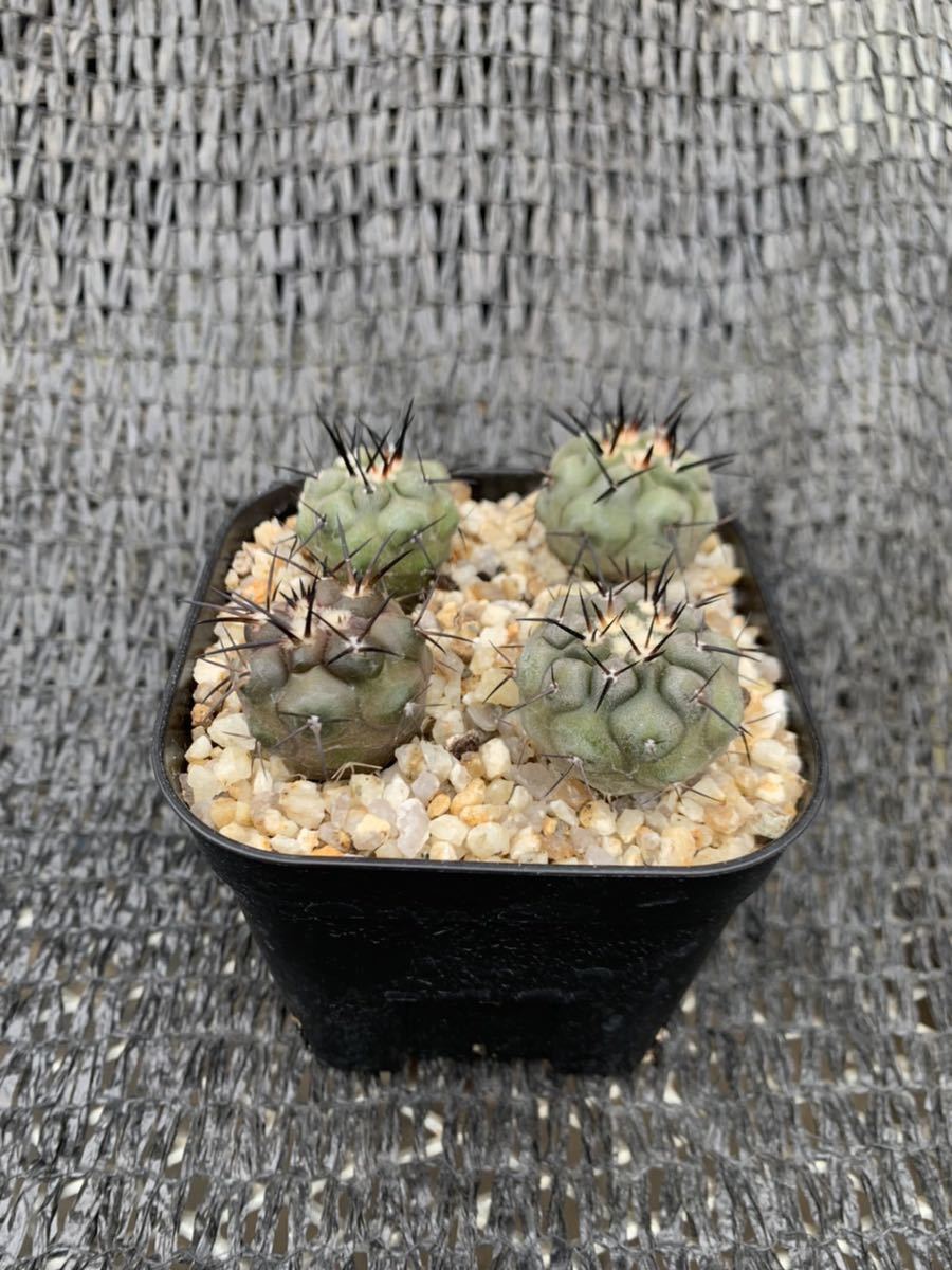 Copiapoa cinerea4本 実生