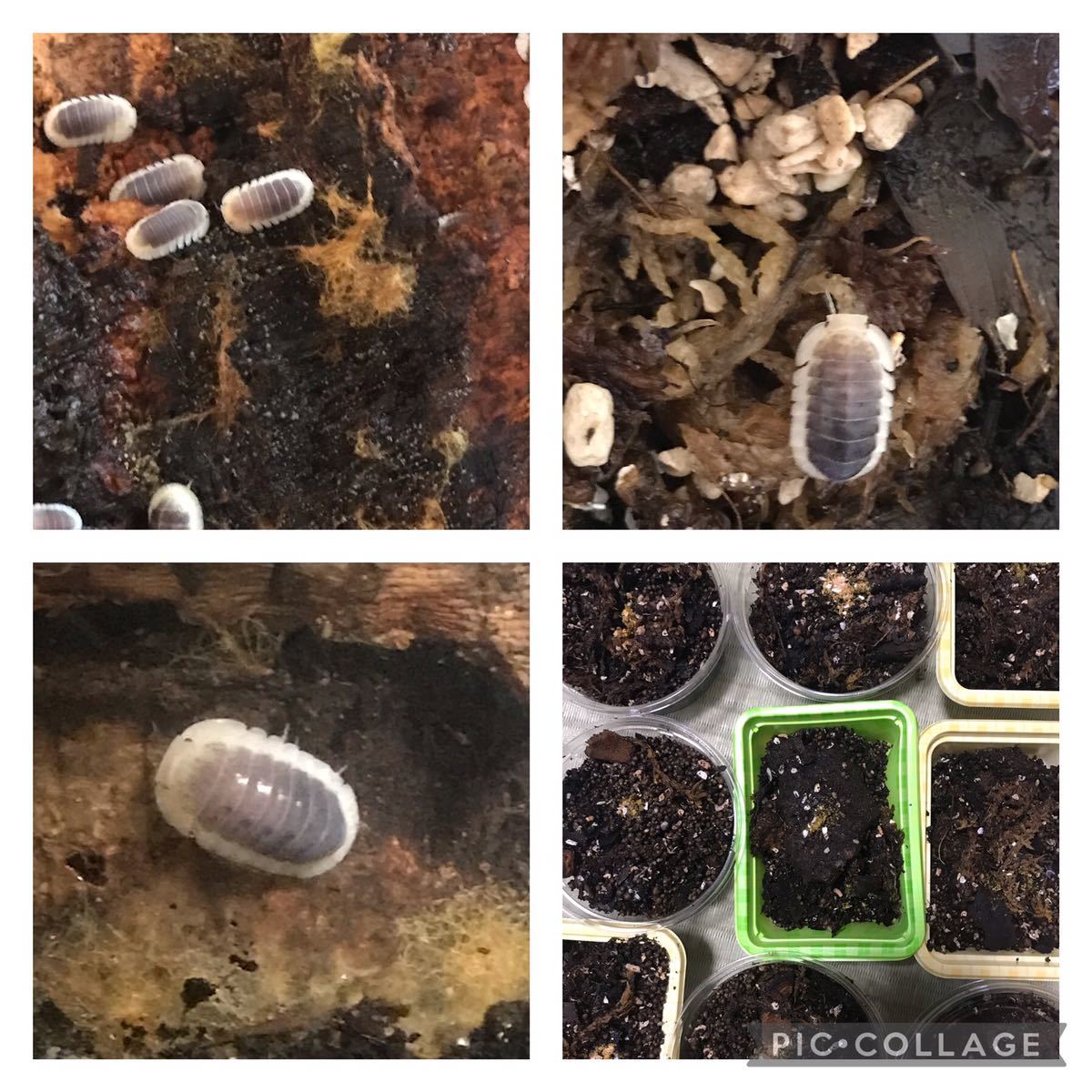 ダンゴムシ ホワイトレモン10匹 その他 売買されたオークション情報 Yahooの商品情報をアーカイブ公開 オークファン Aucfan Com