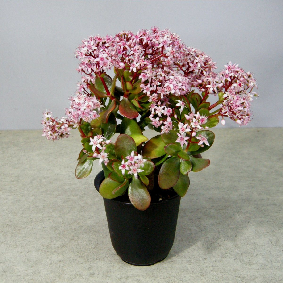 一起園芸 検索を 金のなる木 桜花月 鉢物01 の多肉植物 サボテン 売買されたオークション情報 Yahooの商品情報をアーカイブ公開 オークファン Aucfan Com