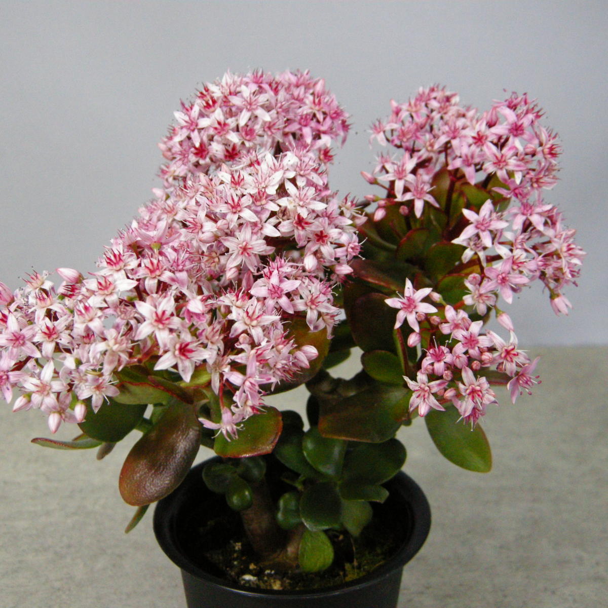 一起園芸 検索を 金のなる木 桜花月 鉢物01 の多肉植物 サボテン 売買されたオークション情報 Yahooの商品情報をアーカイブ公開 オークファン Aucfan Com