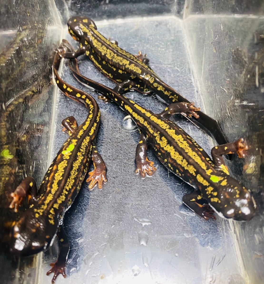 定番人気，お得 〜1円スタート〜 美麗強金箔個体 トリオ オキナワシリケンイモリ(イモリ、サラマンダー)｜売買されたオークション情報、yahooの商品情報をアーカイブ公開 - オークファン イモリ、サラマンダー
