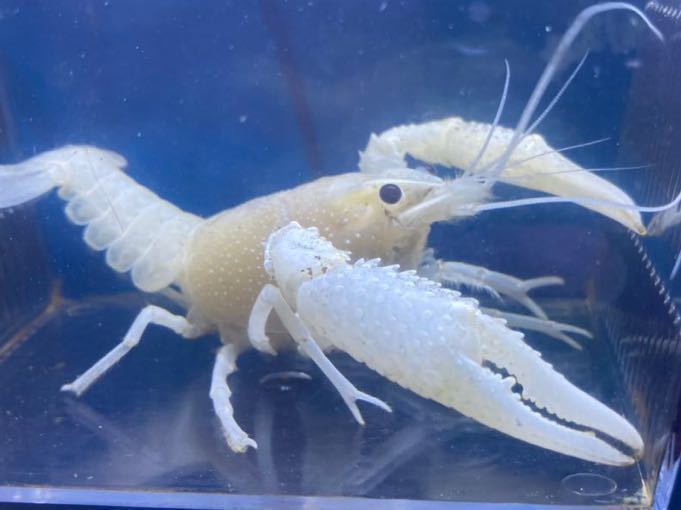 見事なホワイトザリガニ 約80mmの出品 1円スタート アメリカザリガニ 土日発送 その他 売買されたオークション情報 Yahooの商品情報をアーカイブ公開 オークファン Aucfan Com