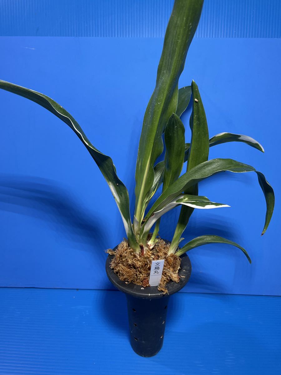 オモト 万年青 「文鳥丸」 | DESHERPOTRIKA.COM