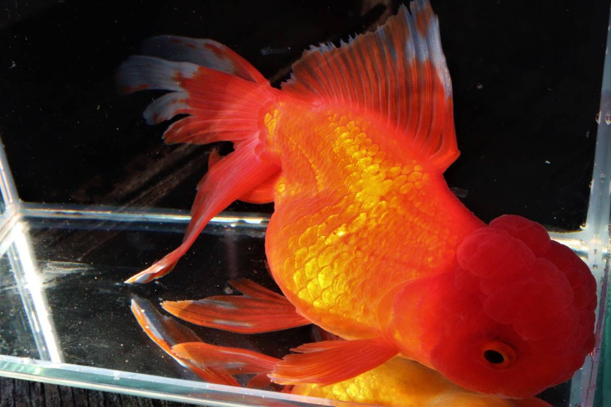 Pure金魚 新春セール 1点もの 飯田オランダ 綺麗な更紗 緋盤も赤い この価格 の購入はチャンス 見れば良さがわかります 獅子頭 売買されたオークション情報 Yahooの商品情報をアーカイブ公開 オークファン Aucfan Com