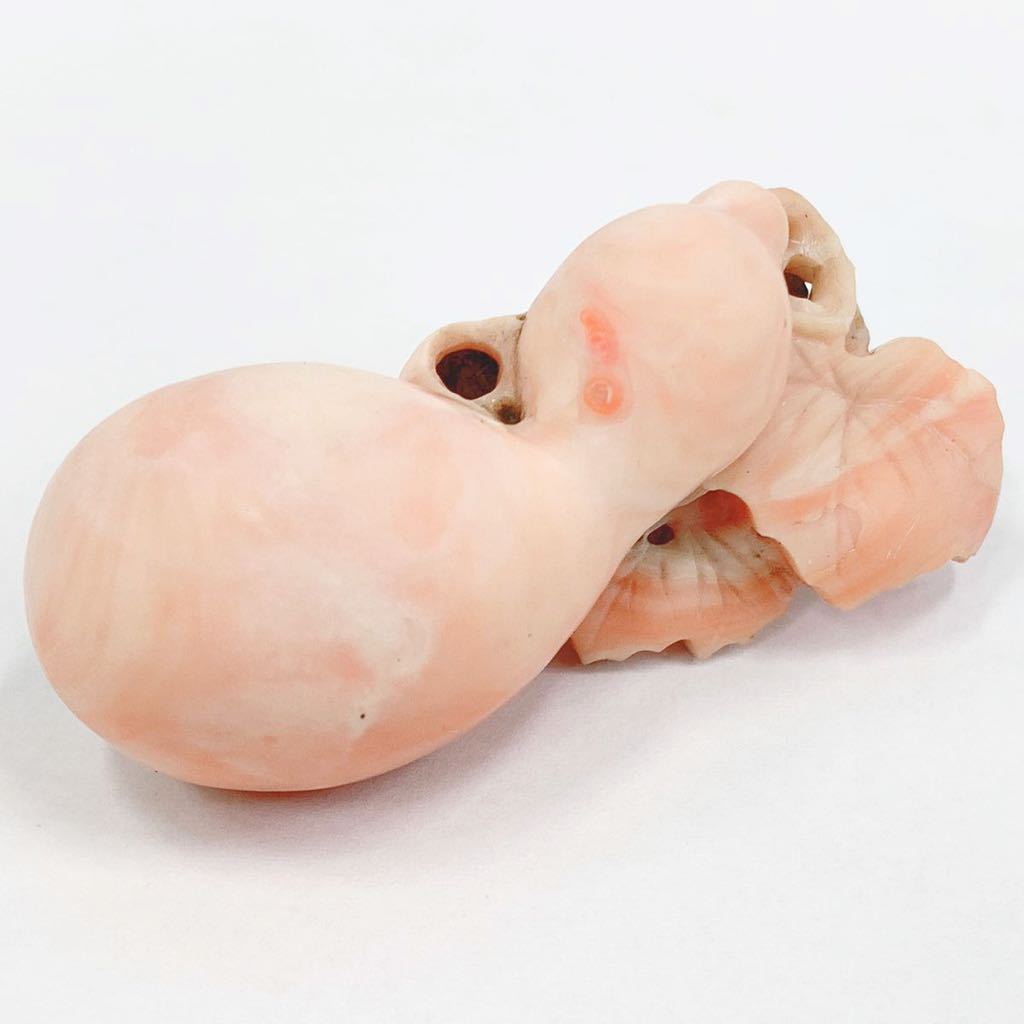 珊瑚 帯留 本珊瑚 サンゴ コーラル 和装小物 帯留め ルース 天然 瓢箪  