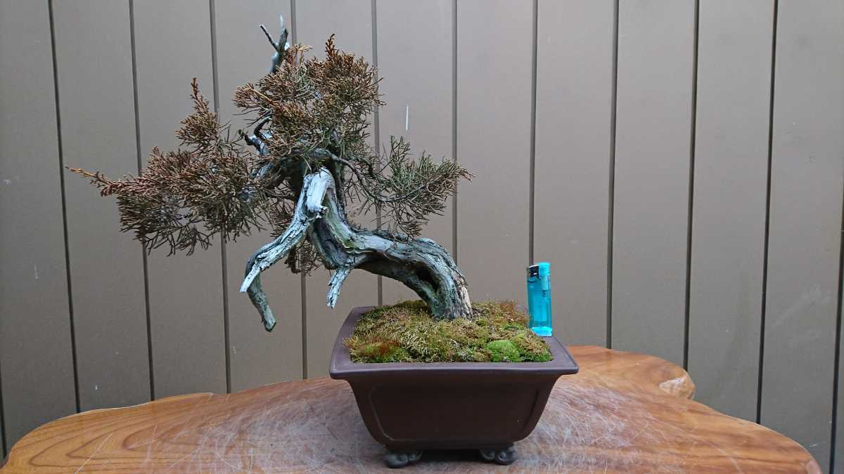 盆栽 糸魚川真柏 創作盆栽 樹高34cm