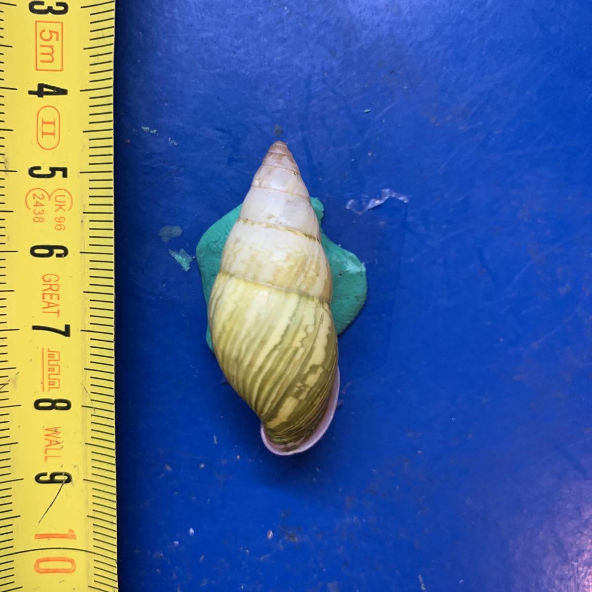 イッカク鯨の歯牙（角）カット材130g ウニコール 根付 彫刻 など