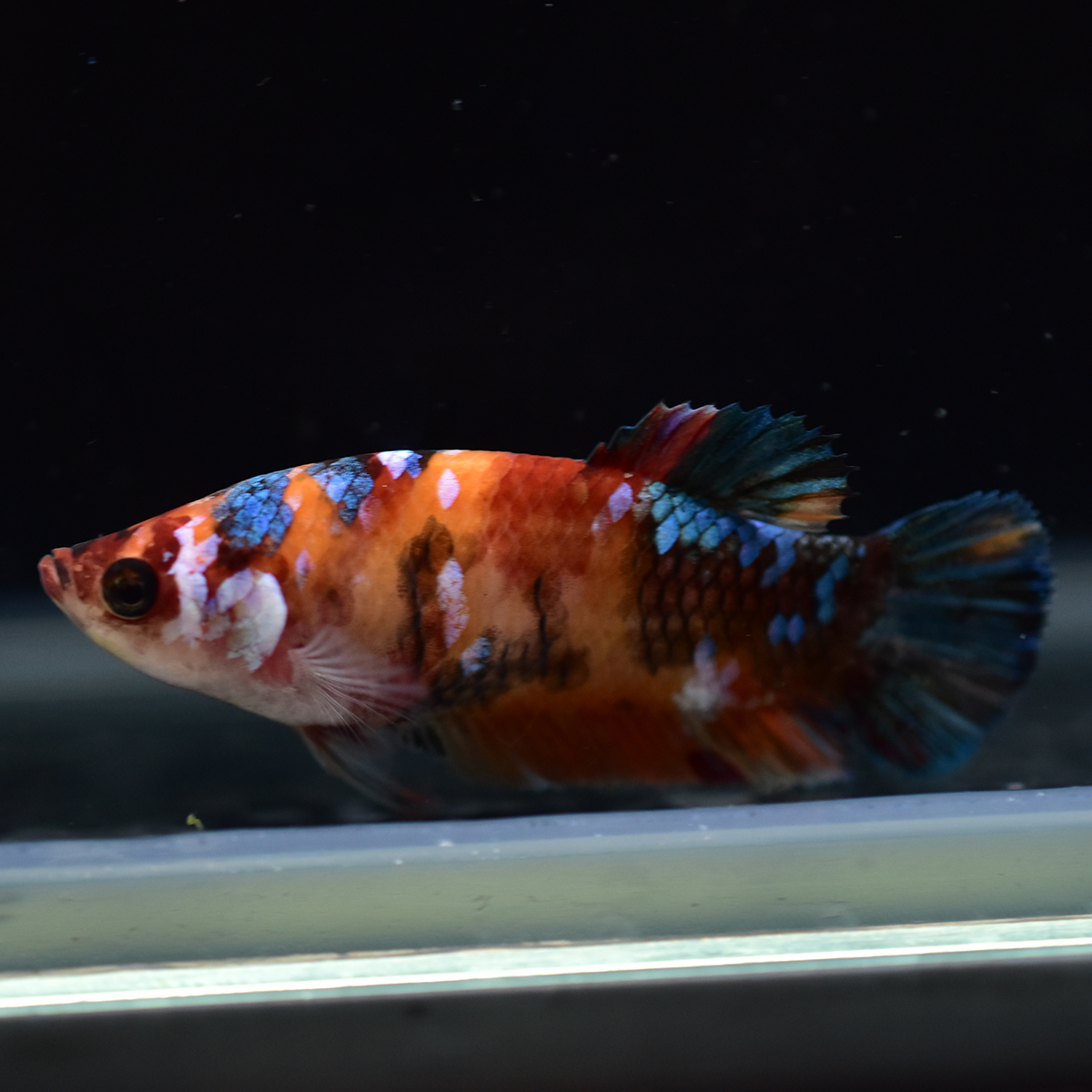 Hmpk プラカット キャンディ ベタ メス Bt087 鯉ベタ ギャラクシー 雌 ベタ 売買されたオークション情報 Yahooの商品情報をアーカイブ公開 オークファン Aucfan Com