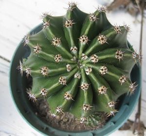 サボテン 花盛丸の値段と価格推移は 10件の売買情報を集計したサボテン 花盛丸の価格や価値の推移データを公開