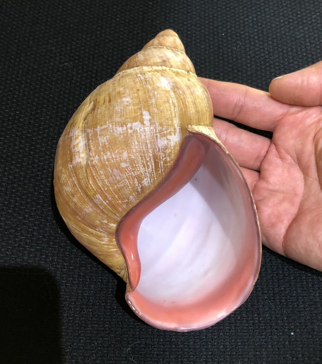 貝標本 特大 アフリカマイマイ（クチムラサキマイマイ / achatina