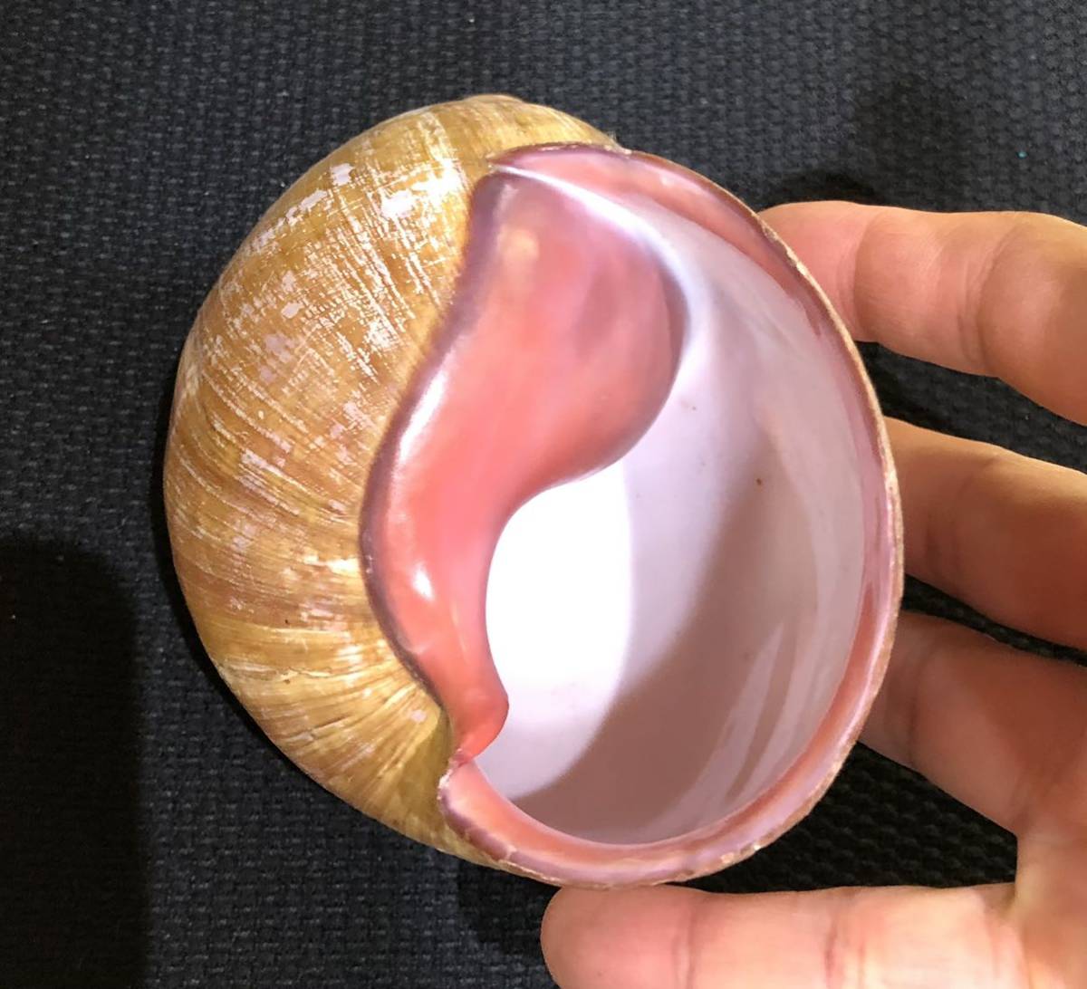 貝標本 特大 アフリカマイマイ（クチムラサキマイマイ / achatina