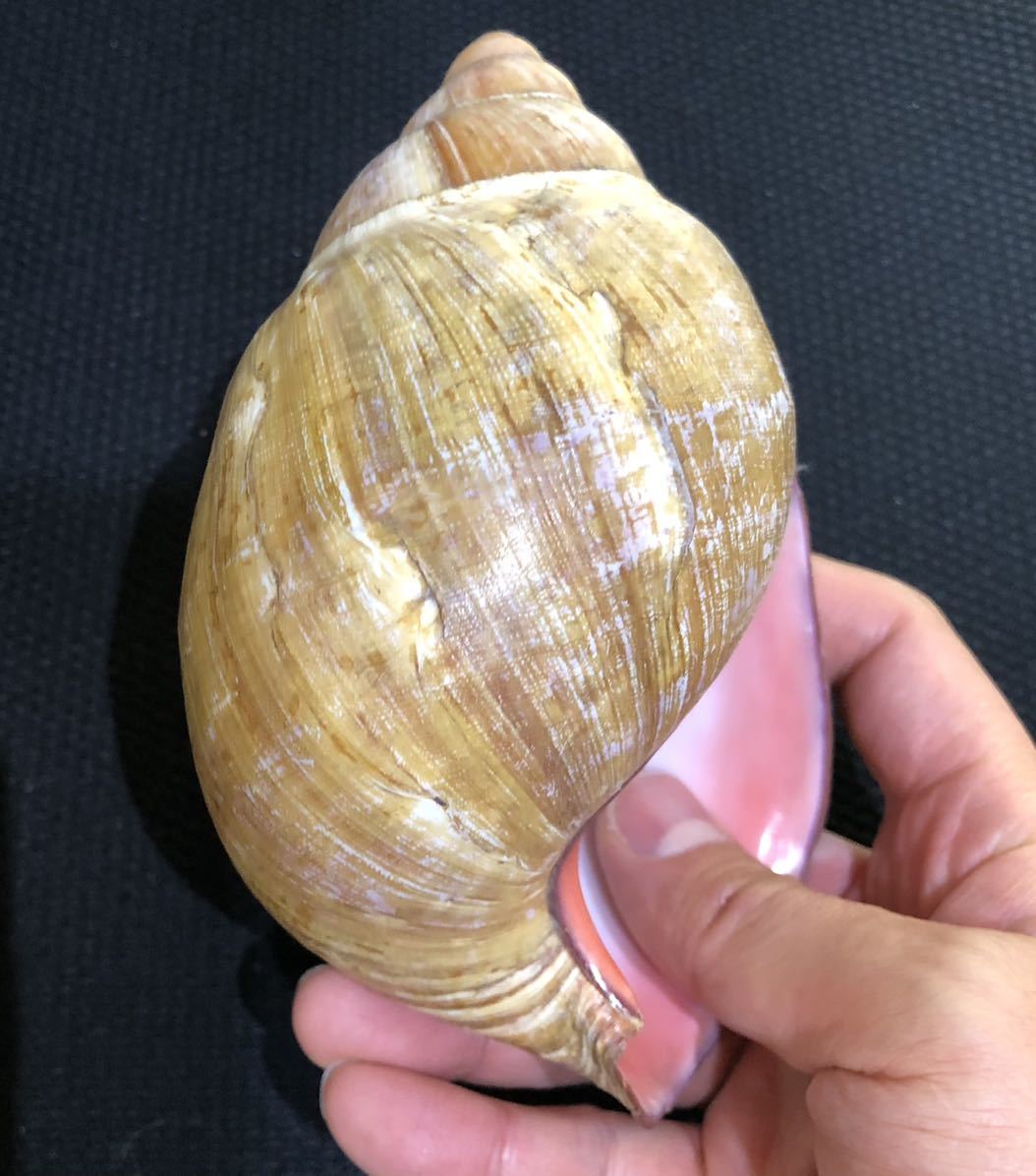 貝標本 特大 アフリカマイマイ（クチムラサキマイマイ / achatina